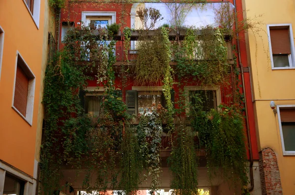 Vista Varandas Com Plantas Trepadeiras Cidade Verona Itália — Fotografia de Stock