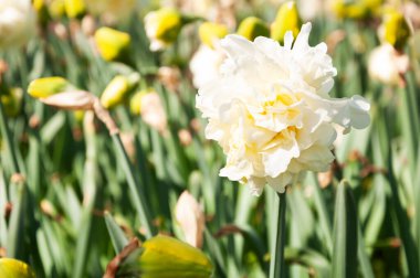 İtalya 'da bir bahar parkında nergisli çiçek tarhı