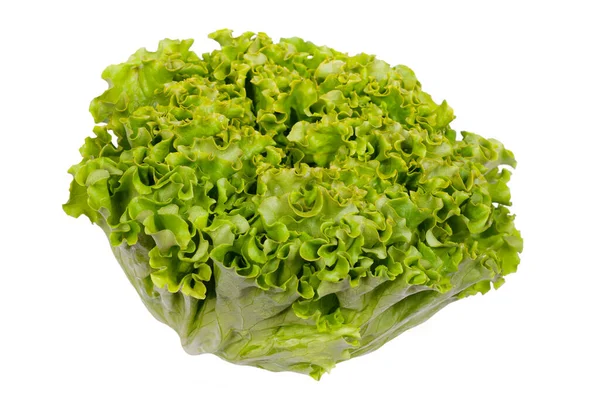Alface Fresca Colhida Para Salada Isolada Sobre Fundo Branco — Fotografia de Stock