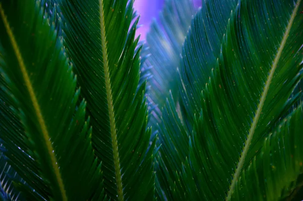 background soft sunlight breaks through palm leaves