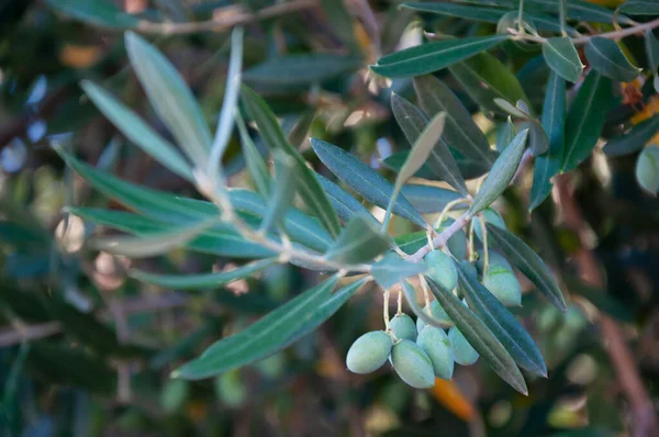 Pěstování Olivovníků Větev Olivami — Stock fotografie