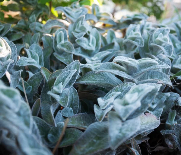 Plant Fluffy Leaves Summer Garden — Stock Photo, Image