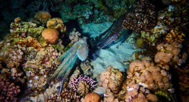 Sualtı dünyasının güzelliği - iki ahtapot gece avlanıyor - Kızıl Deniz, Mısır 'da tüplü dalış.