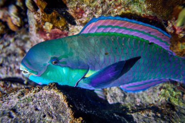 Su altı dünyasının güzelliği - Cetoscarus bicolor, aynı zamanda çift renkli papağan balığı veya tampon papağan balığı olarak da bilinir - Kızıl Deniz 'de tüplü dalış, Mısır.