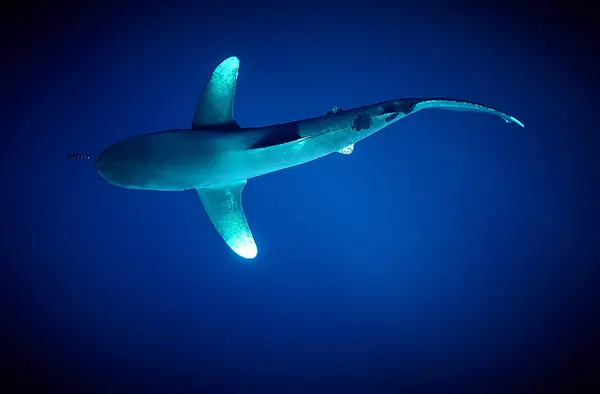 The beauty of the underwater world - The oceanic whitetip shark (Carcharhinus longimanus) is a large pelagic requiem shark inhabiting tropical and warm temperate seas - scuba diving in the Red Sea, Egypt