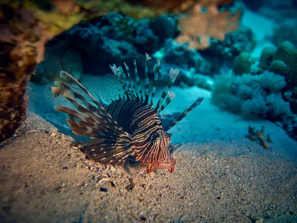Su altı dünyasının güzelliği - Kırmızı Aslan Balığı (Pterois volitans) Scorpaenidae familyasından Scorpaenidae familyasından zehirli bir mercan balığıdır..
