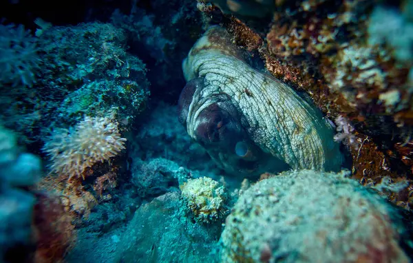 The beauty of the underwater world - the octopus is sleeping - scuba diving in the Red Sea, Egypt.