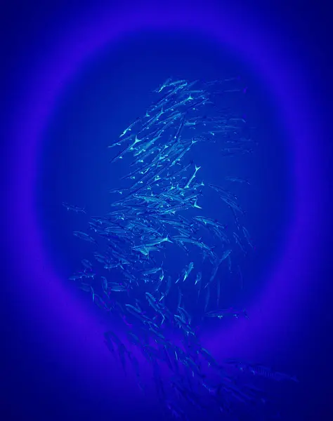 stock image The beauty of the underwater world - A barracuda is a large, predatory, ray-finned fish known for its fearsome appearance and ferocious behaviour - scuba diving in the Red Sea, Egypt.