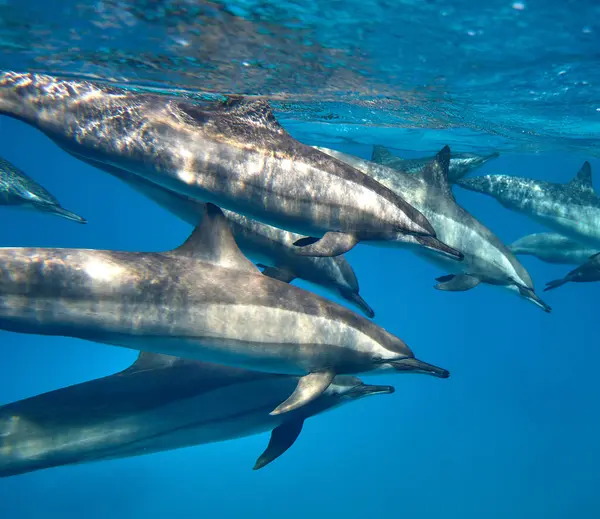 水中世界の美しさ 美しい高速で非常に知的 イルカは赤海でダイビング エジプト ストック写真
