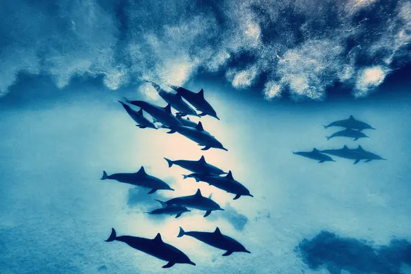 Szépség Víz Alatti Világ Gyönyörű Gyors Nagyon Intelligens Delfin Egy Stock Fotó