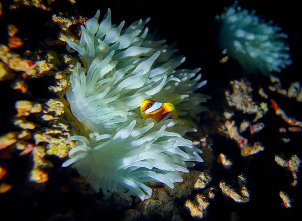 Piękno Podwodnego Świata Pomarańczowy Clownfish Amphiprion Percula Znany Również Jako Zdjęcia Stockowe bez tantiem