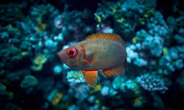 Krása Podmořského Světa Potápění Rudém Moři Egypt Royalty Free Stock Fotografie