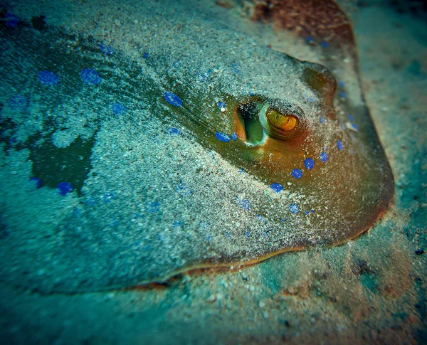 Beauty Underwater World Bluespotted Ribbontail Ray Taeniura Lymma Species Stingray Stock Picture
