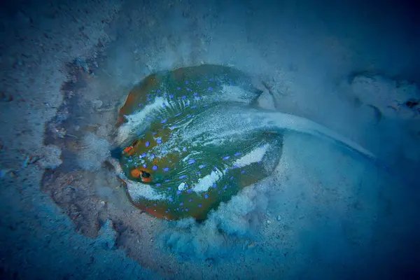水中世界の美しさ ブルースポットのリボンテイルレイ 大天浦リンマ 家族のダシュタット科の迷路の種です エジプトのスキューバダイビング ストック画像