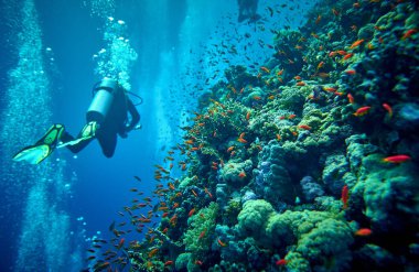Sualtı dünyasının güzelliği - Pseudanthias squamipinnis - Deniz altınları - güzel, şaşırtıcı su altı yaşamı zenginliği - büyük ve küçük balıklar - Mısır, Kızıldeniz 'de tüplü dalış.