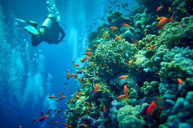Sualtı dünyasının güzelliği - Pseudanthias squamipinnis - Deniz altınları - güzel, şaşırtıcı su altı yaşamı zenginliği - büyük ve küçük balıklar - Mısır, Kızıldeniz 'de tüplü dalış.