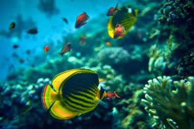 Su altı dünyasının güzelliği - Sarı tang (Zebrasoma flavescens), aynı zamanda limon yelkenlisi, sarı yelken balığı veya kasvetli cerrah balığı olarak da bilinir - Kızıl Deniz 'de dalış, Mısır.