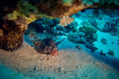 Su altı dünyasının güzelliği - Kırmızı Aslan Balığı (Pterois volitans) Scorpaenidae familyasından Scorpaenidae familyasından zehirli bir mercan balığıdır..