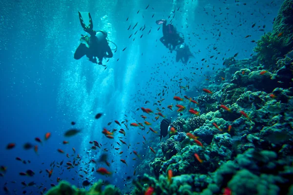 Sualtı dünyasının güzelliği - Pseudanthias squamipinnis - Deniz altınları - güzel, şaşırtıcı su altı yaşamı zenginliği - büyük ve küçük balıklar - Mısır, Kızıldeniz 'de tüplü dalış.