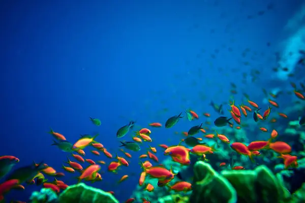 The beauty of the underwater world - Pseudanthias squamipinnis - Sea goldies - beautiful, amazing wealth of underwater life - large and small fish - scuba diving in the Red Sea, Egypt.