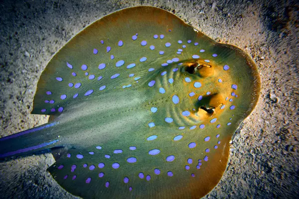 The beauty of the underwater world - The bluespotted ribbontail ray (Taeniura lymma) is a species of stingray in the family Dasyatidae. - scuba diving in the Red Sea, Egypt.