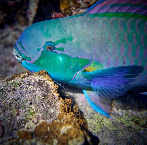 Su altı dünyasının güzelliği - Cetoscarus bicolor, aynı zamanda çift renkli papağan balığı veya tampon papağan balığı olarak da bilinir - Kızıl Deniz 'de tüplü dalış, Mısır.