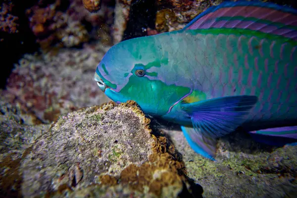 Su altı dünyasının güzelliği - Cetoscarus bicolor, aynı zamanda çift renkli papağan balığı veya tampon papağan balığı olarak da bilinir - Kızıl Deniz 'de tüplü dalış, Mısır.