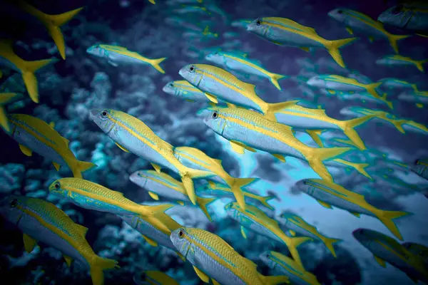 The beauty of the underwater world - big school of fish - The goatfishes - fish of the family Mullidae, the only family in the order Mulliformes - scuba diving in the Red Sea, Egypt.