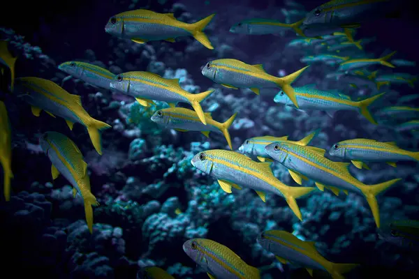 The beauty of the underwater world - big school of fish - The goatfishes - fish of the family Mullidae, the only family in the order Mulliformes - scuba diving in the Red Sea, Egypt.