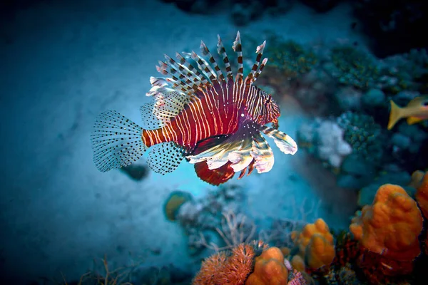 stock image The beauty of the underwater world - The red lionfish (Pterois volitans) is a venomous coral reef fish in the family Scorpaenidae, order Scorpaeniformes - scuba diving in the Red Sea, Egypt.