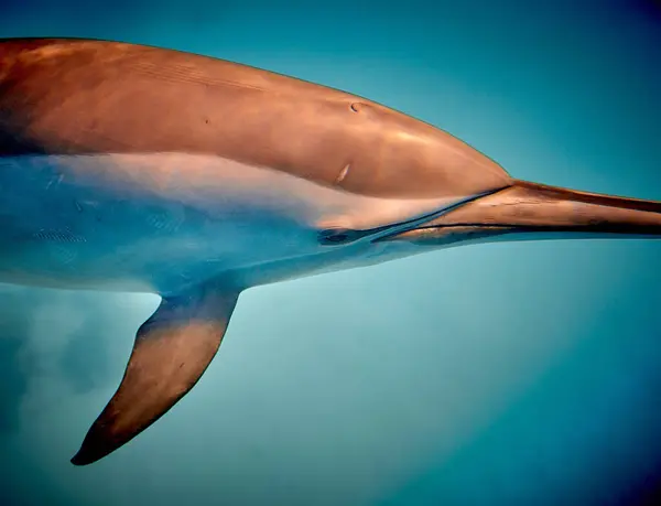 The beauty of the underwater world - beautiful fast and very intelligent - The dolphin is an aquatic mammal within the infraorder Cetacea - scuba diving in the Red Sea, Egypt.