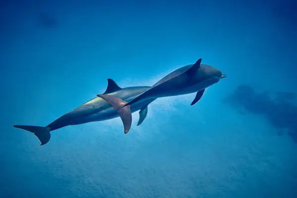 The beauty of the underwater world - beautiful fast and very intelligent - The dolphin is an aquatic mammal within the infraorder Cetacea - scuba diving in the Red Sea, Egypt.