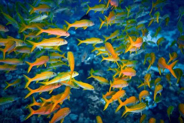 The beauty of the underwater world - big school of fish - The goatfishes - fish of the family Mullidae, the only family in the order Mulliformes - scuba diving in the Red Sea, Egypt.