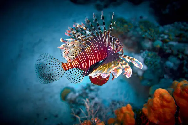 Beauty Underwater World Red Lionfish Pterois Volitans Venomous Coral Reef Stock Photo