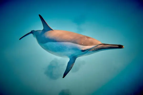 Szépség Víz Alatti Világ Gyönyörű Gyors Nagyon Intelligens Delfin Egy Jogdíjmentes Stock Fotók