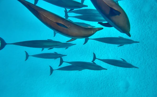 Piękno Podwodnego Świata Piękne Szybkie Bardzo Inteligentne Delfin Jest Ssakiem Obrazy Stockowe bez tantiem