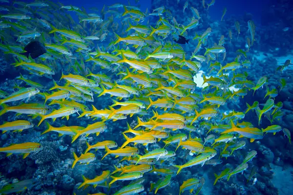 Beauty Underwater World Big School Fish Goatfishes Fish Family Mullidae Stock Image