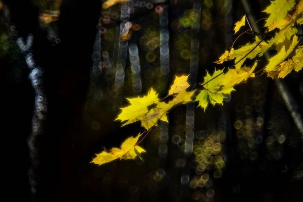 Herbstblätter Und Sonne — Stockfoto