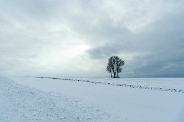 Arka planda ağaç olan güzel bir manzara.