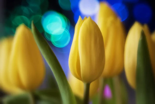 Belles Fleurs Tulipes Sur Fond Flou — Photo