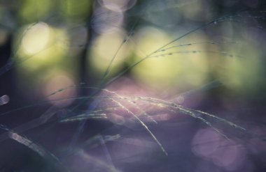 Bokeh ışıkları ile soyut arkaplan