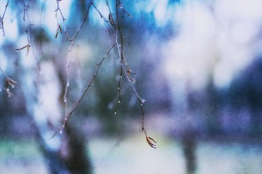 Ağaç dallarının bulanık arkaplanı