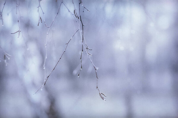 Ветви деревьев со снегом