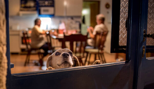 dog at a table