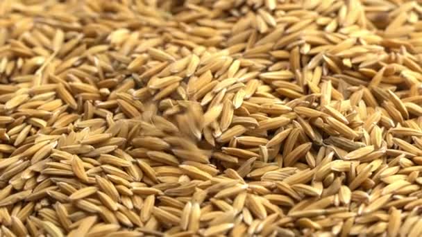 水稻落在地板上新鲜收获的干有机茉莉花稻种堆上的高角图像 — 图库视频影像