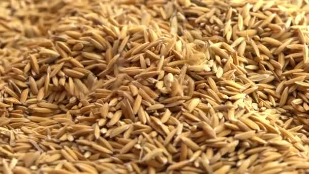 Tahta Kaşık Kullanarak Taze Hasat Edilmiş Pirinç Tarlasını Alıp Dönen — Stok video