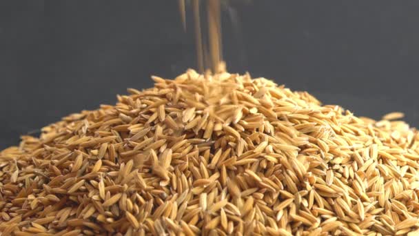 Freshly Harvested Rice Paddy Falling Pile Black Background — Stock Video