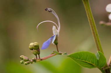 Çiçek açan rotheca çiçeğinin yan görüntüsü ya da yeşil yapraklı bir ağacın dalındaki mavi kelebek çalısı.