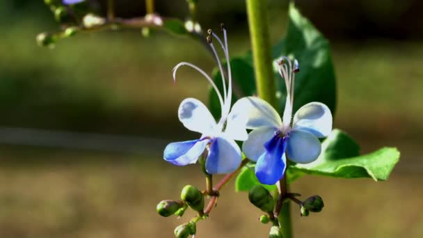 Nahaufnahme Von Schönen Blühenden Schmetterlingsbuschblumen Oder Rotheca Blumen Mit Grünen — Stockvideo