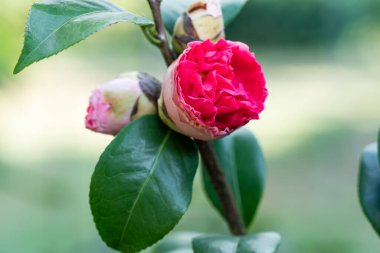 Güzel kırmızı kamelya çiçekleri ya da ilkbaharda yeşil yapraklı kamelya çiçekleri..